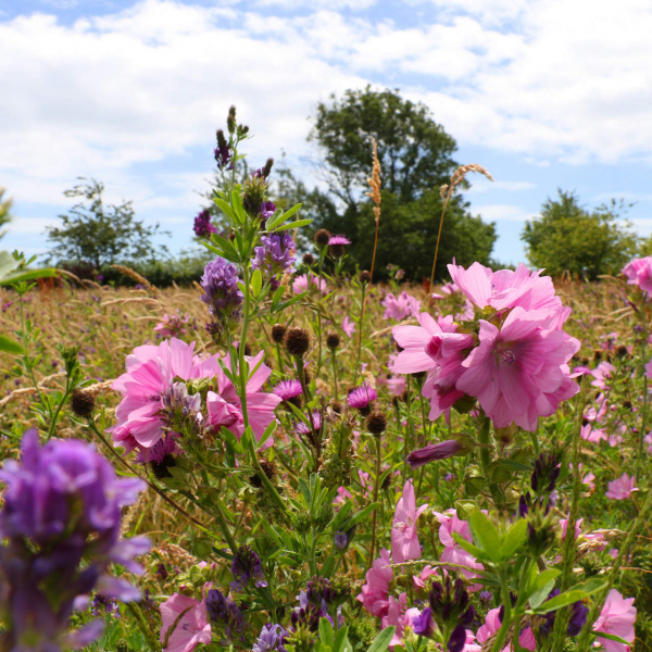 Wildflowers in meadow