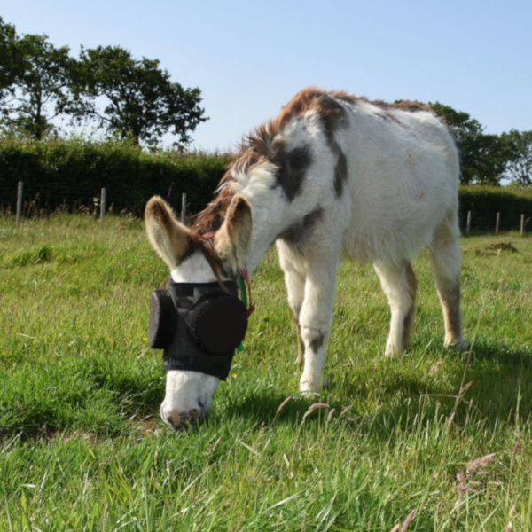 Jonty grazing in UV mask