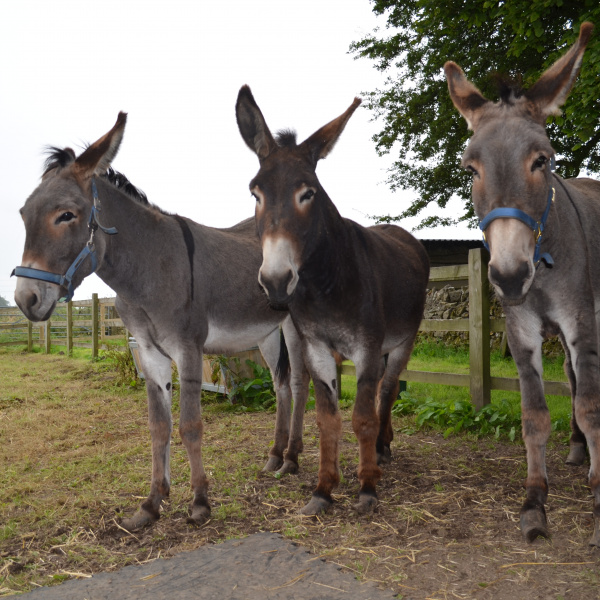 Rocky, Jenny and Edie