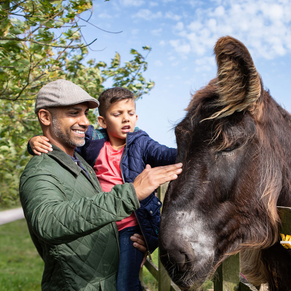 Visitors with donkey looking over fence