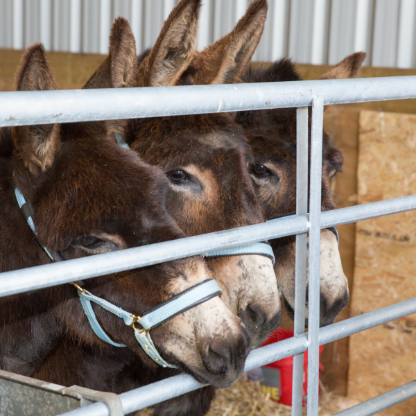 Carluke rescue donkeys