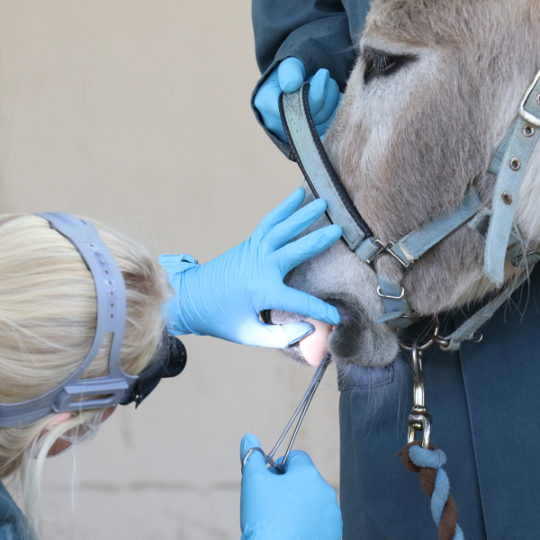 Vet Emma Hales carrying out work on Bella's teeth