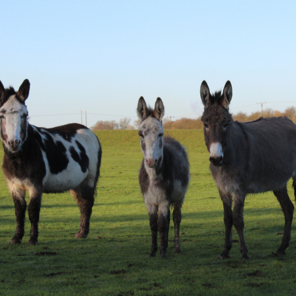 Cumbrian rescue donkeys