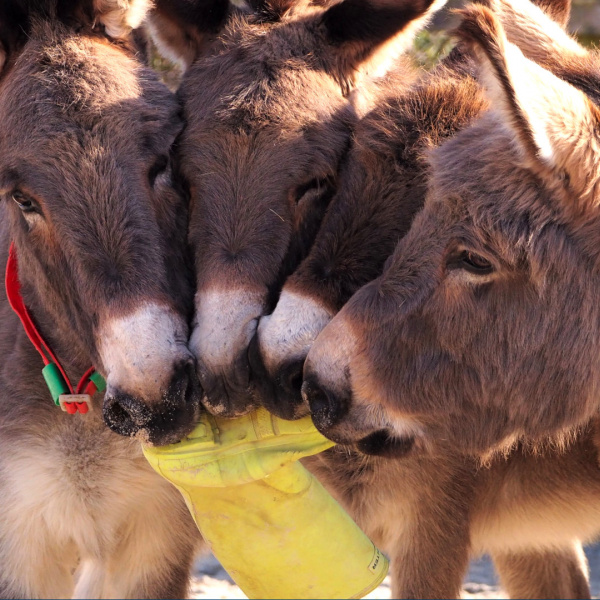 Four donkeys with welly boot