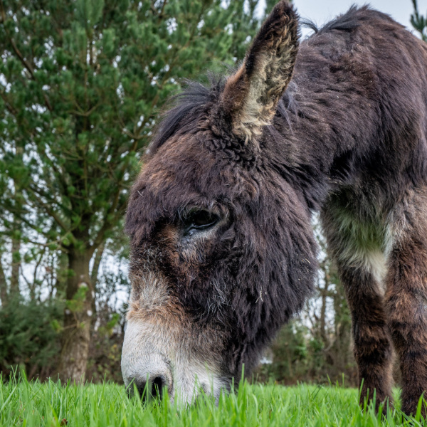 Boomer, the tea drinking donkey, eating grass