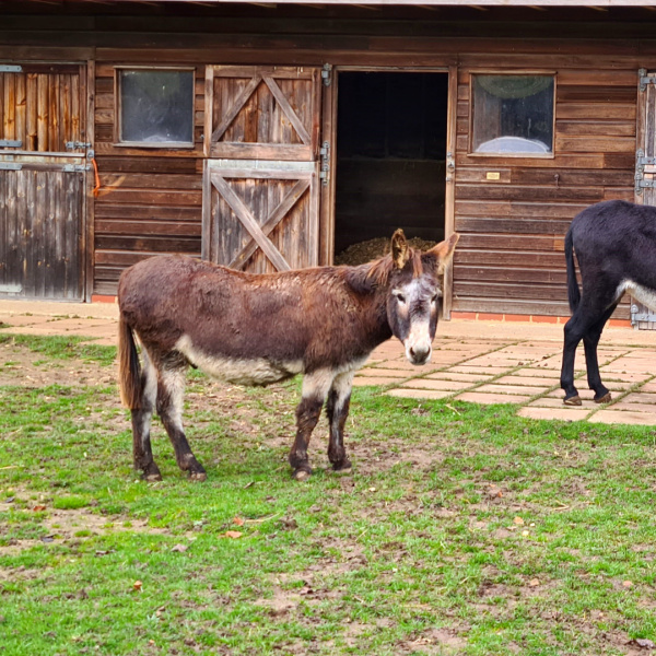 Max and Marian the donkeys at home