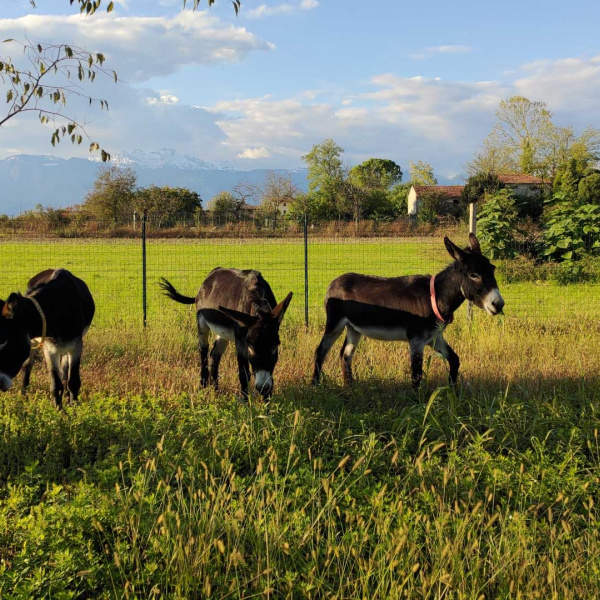 Ciarli, Rolinda and Battistina at their new home