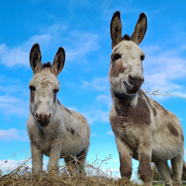 David and Theo standing in their field