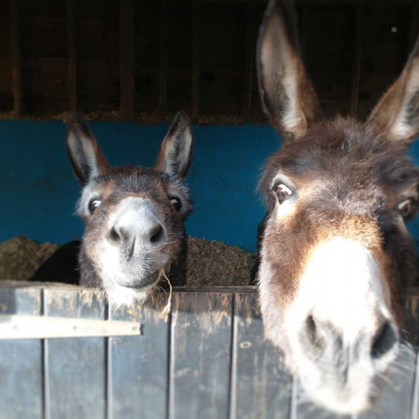 Faith and Lily the donkeys looking over their barn door