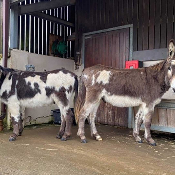 Henry and Harry next to each other