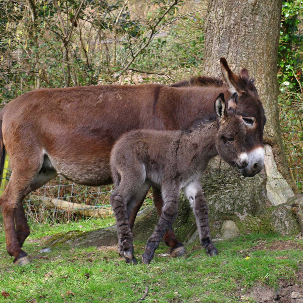 The new foal never strays far from Rachel