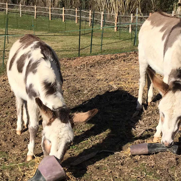 Angel and Hope looking for treats in wellington boots