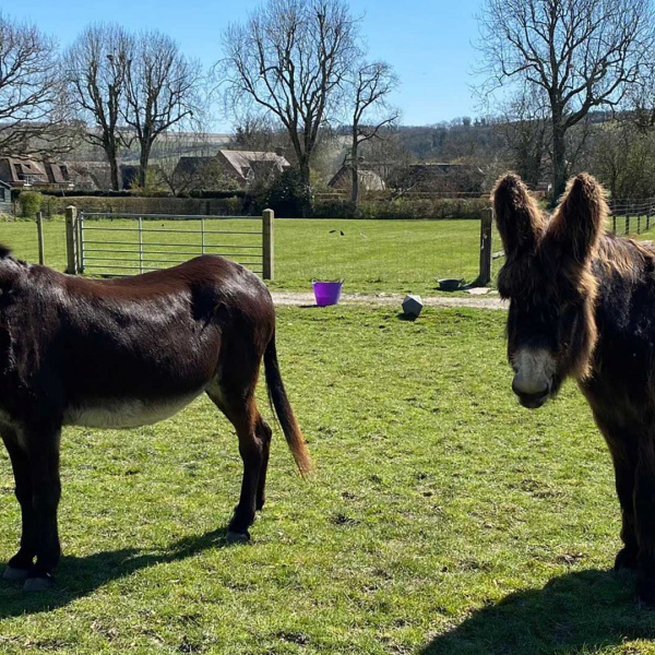 Dolly and Topper standing in a field