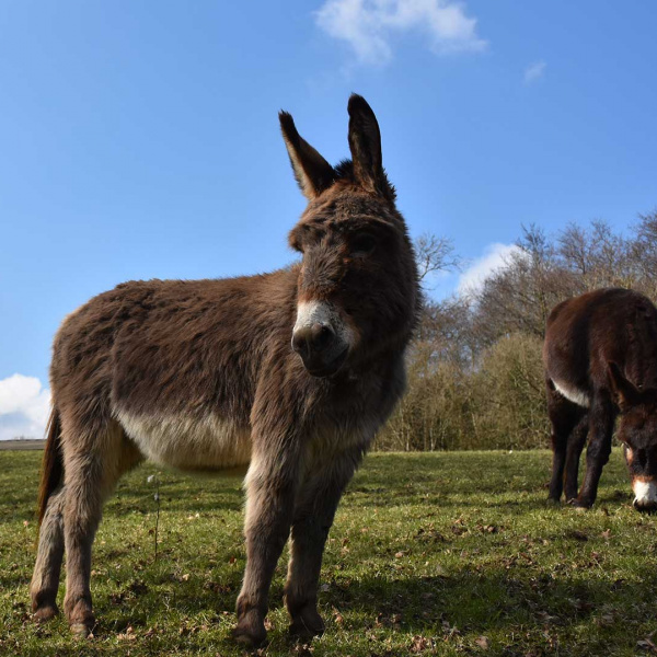 Jasmine at Paccombe Farm, February 2018