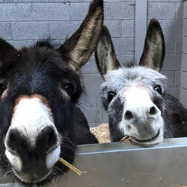 Cuddles and Blossom in their new barn