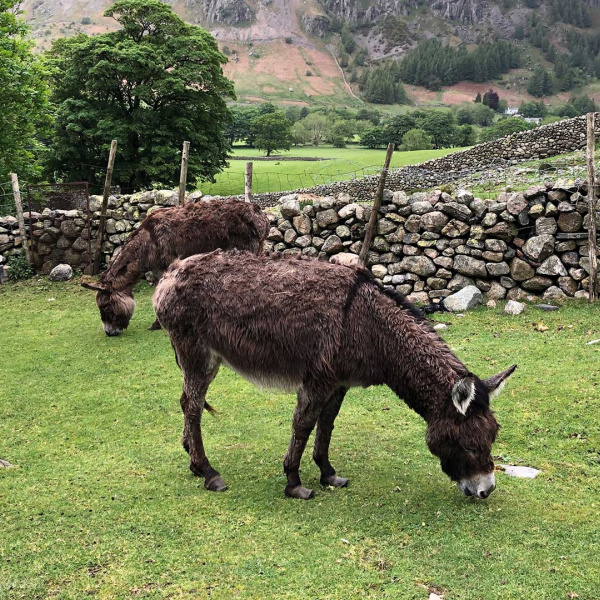 Daisy and Thistle at the mountainside rescue site