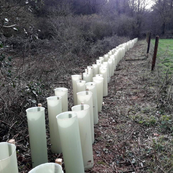 Tree planting - row of saplings in hedgerow