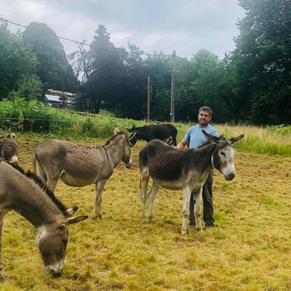 Five of the rehomed French donkeys.