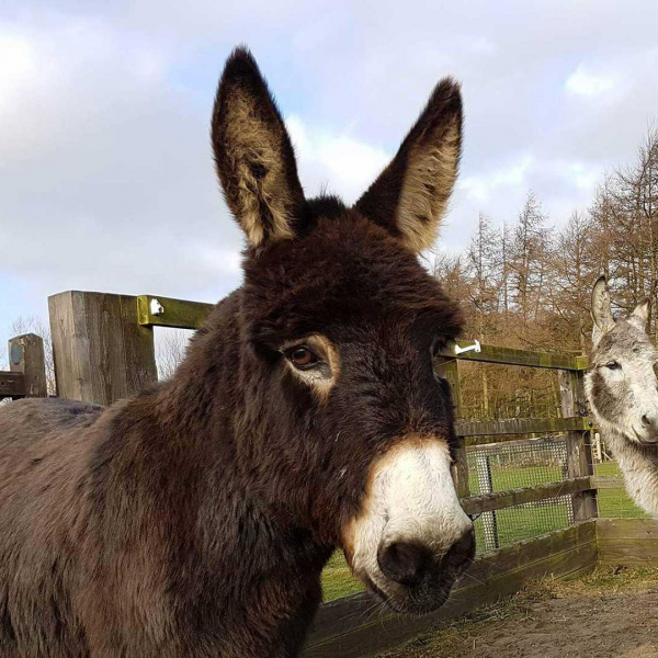 Group of donkeys at The Donkey Sanctuary Leeds