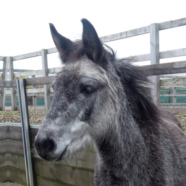 Marty the mule