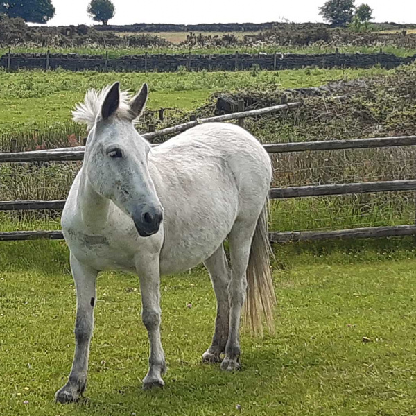 Noddy in her field