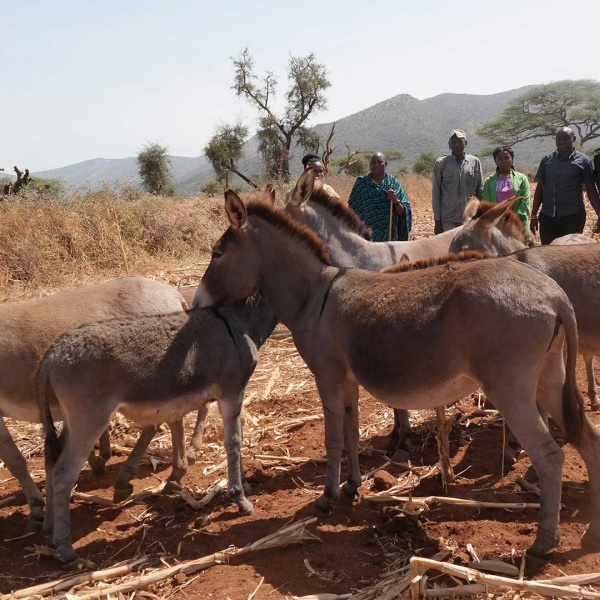 Donkeys in Tanzania. Credit: ASPA