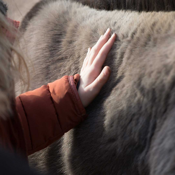 Hand on donkey fur