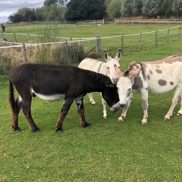 Harbin, Theo and David at The Donkey Sanctuary Leeds