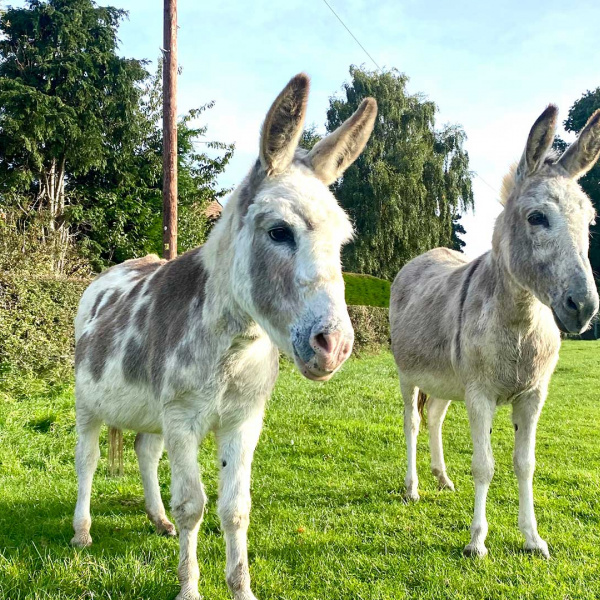 Daisy (left) and Dora (right) after the rescue