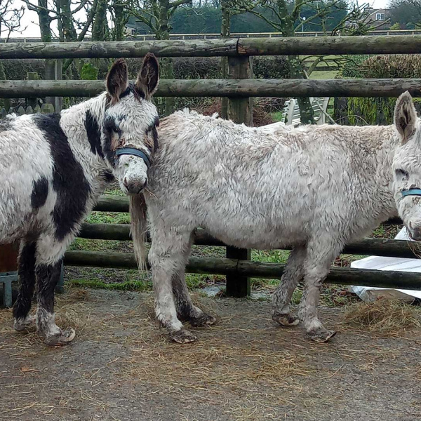 Dishevelled Jubilee and Flossy