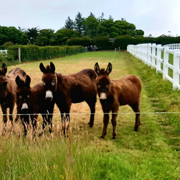 Emily, Beth, Alex and Alina in field