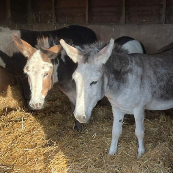 Ben, Bubbles and Billy in stable