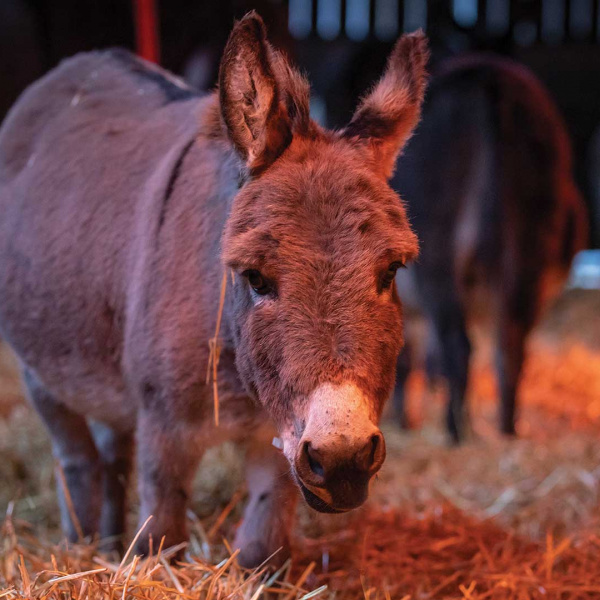 Hygge donkey