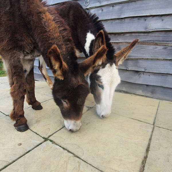 Jake and Jessie on hardstanding at their Guardian home