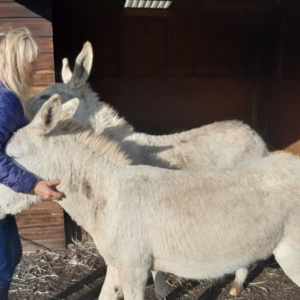 Santa and Noel with their donkey Guardian, Kathryn