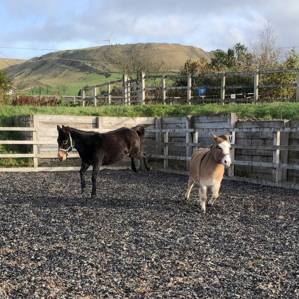 Dotty playing with new friend, Molly, at Bleakholt Animal Sanctuary