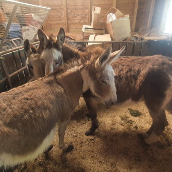 Laura, Snowy and Big Ears in the shelter at the site of their rescue