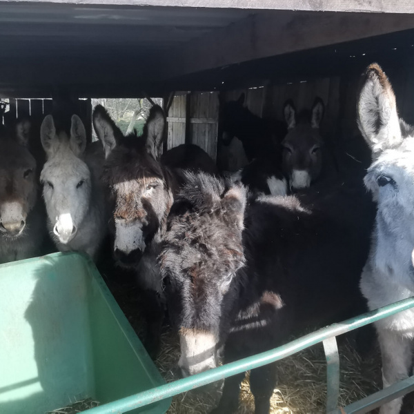 One of the stables at Whitby filled with donkeys