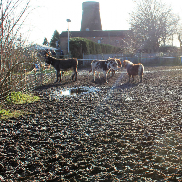 Equines in muddy field