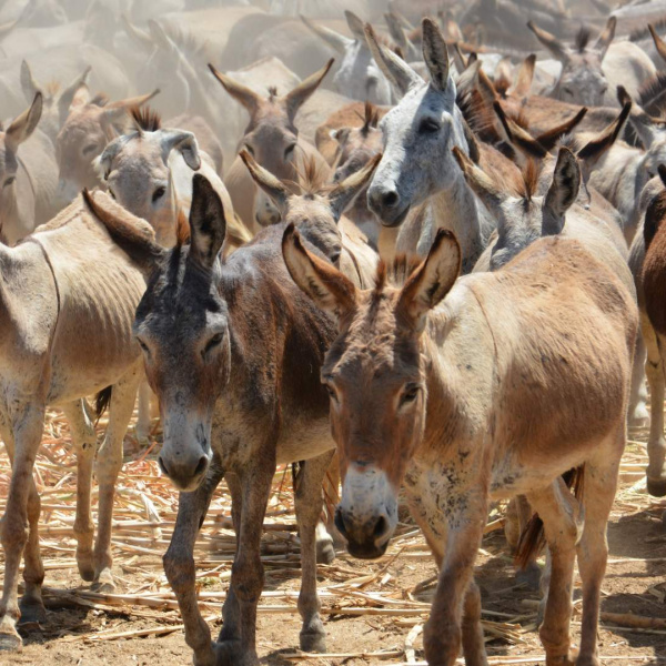 Herd of donkeys in Bahia, Brazil