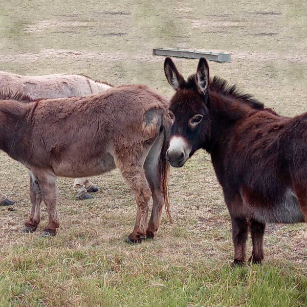 Overweight Penny and Chelsea at the site of relinquishment