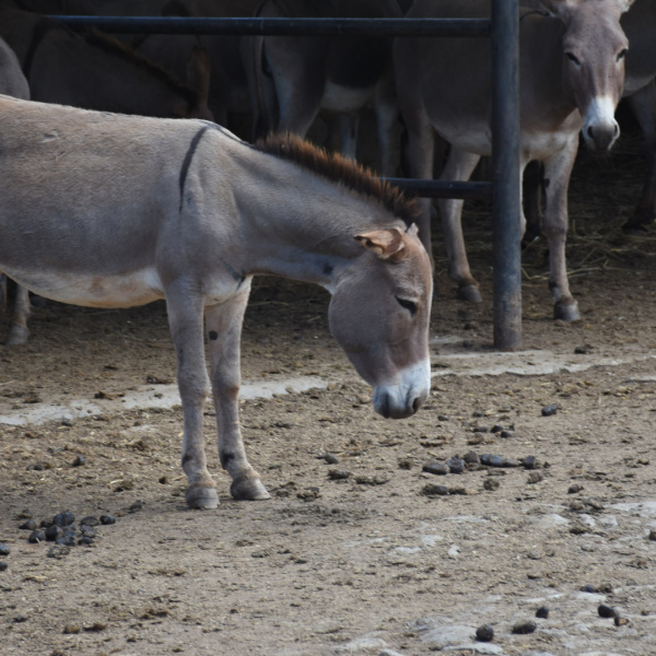 Donkey with head down at Kenyan slaughterhouse