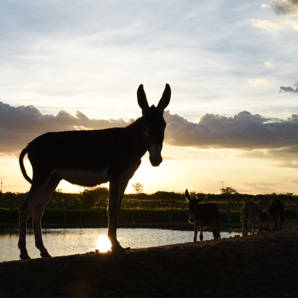 Donkey silhouetted against sky