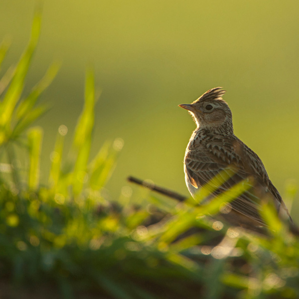 Skylark, photo credit: RSPB-images.com