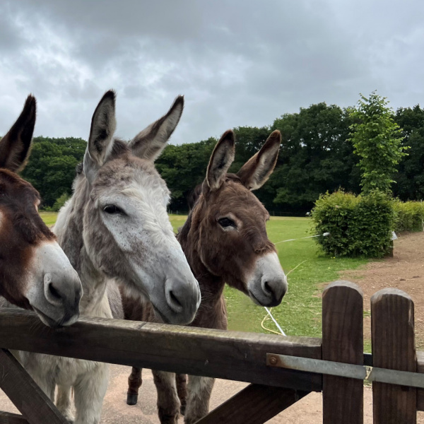 Donkeys looking over a fence