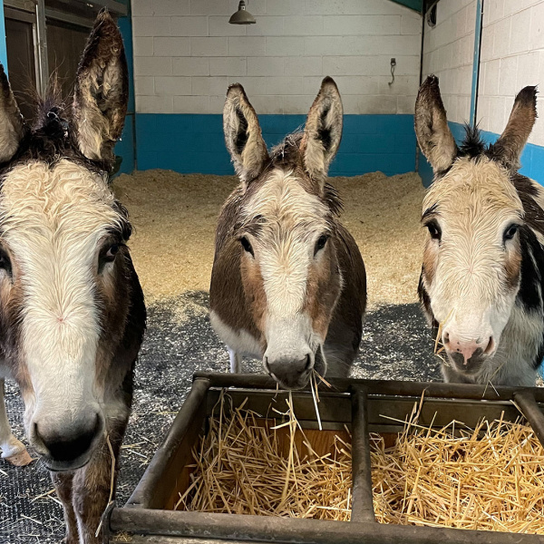 Three donkey's, Laura, Big Ears and Snowy, inside barn