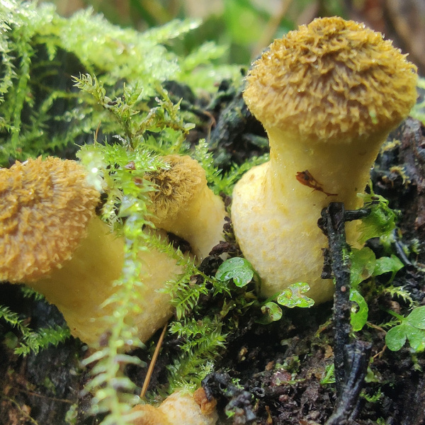 Honey fungus at The Donkey Sanctuary