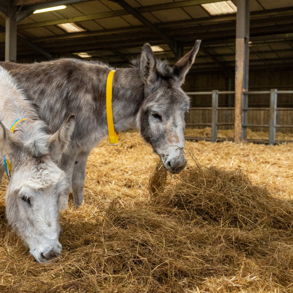 Valley and Isla at Brook Farm after their Anglesey rescue