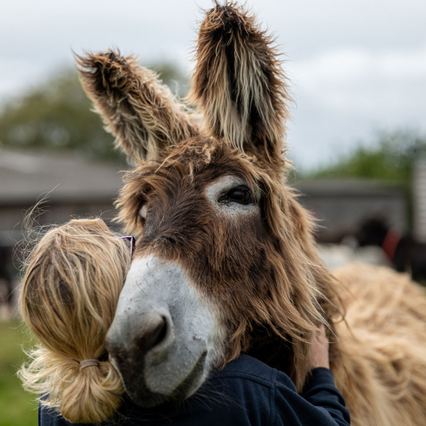 Donkey and gift in wills