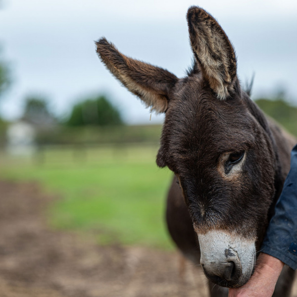 Legacy Hero image of donkey foal.